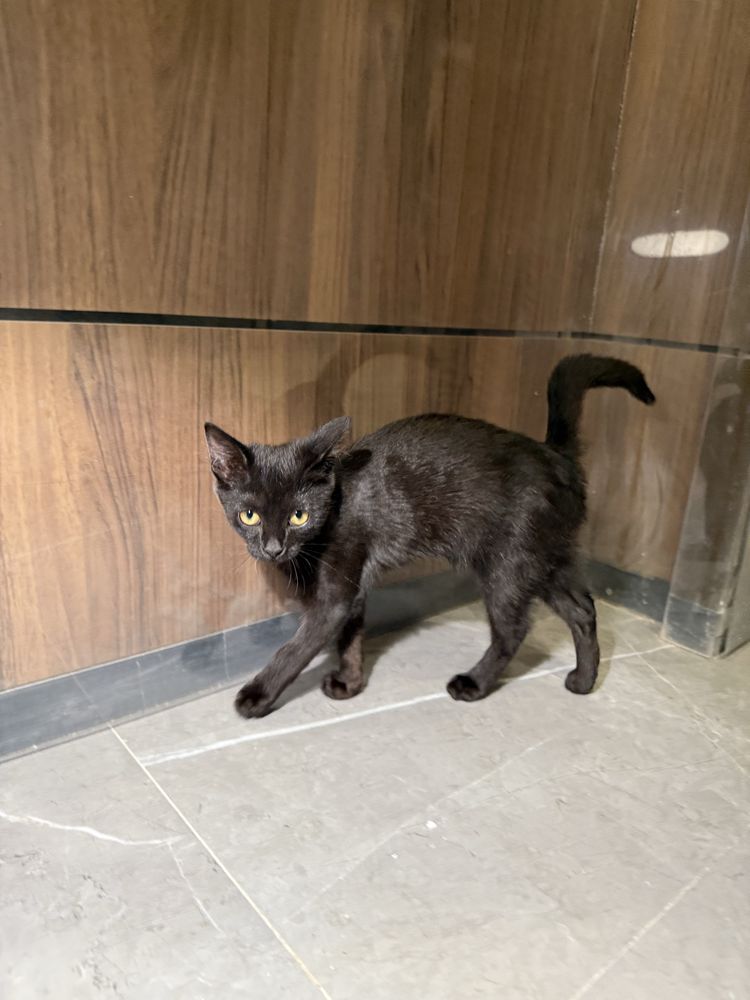 Ласковый котенок, 3 месяца