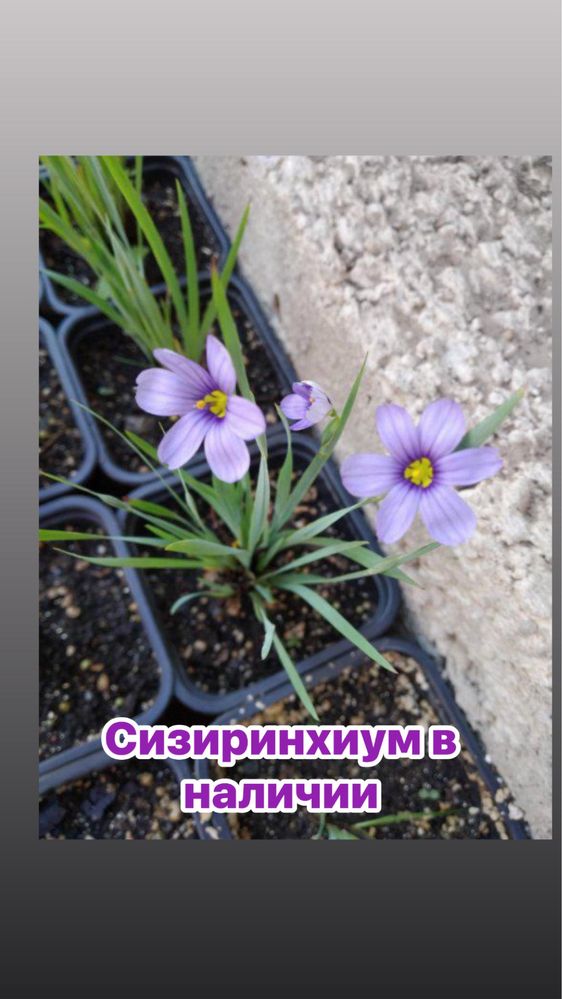 Саженцы, кусты, корни, цветы, лаванда, спирея