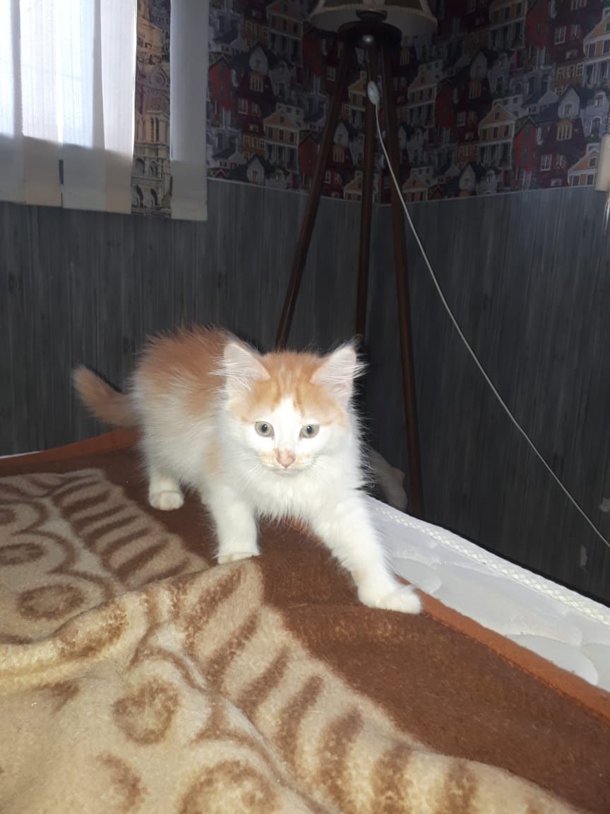 Котята Котик Малыш