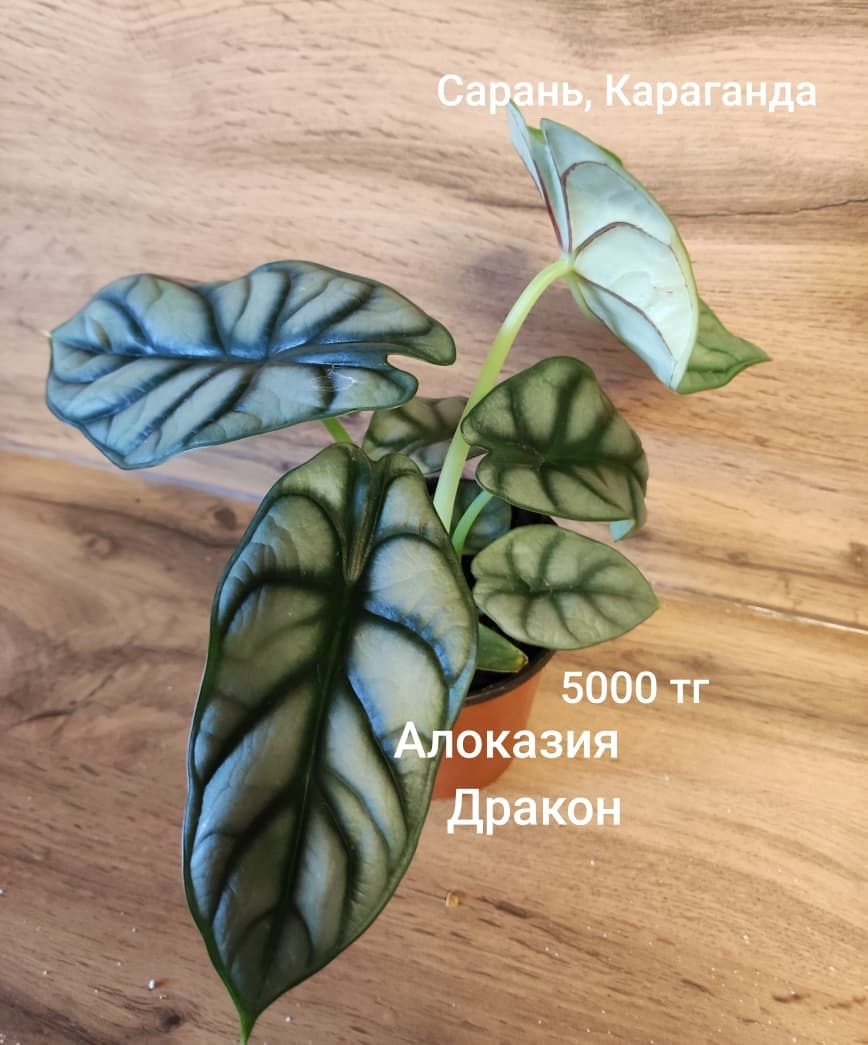Жасмин, Тилландсия, Монстера,Калла