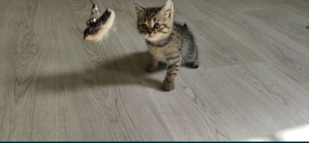 Британские котята 1.5 мес