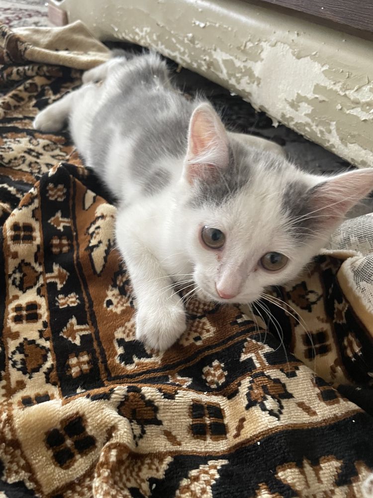 Котенок приучен к лотку, послушная девочка