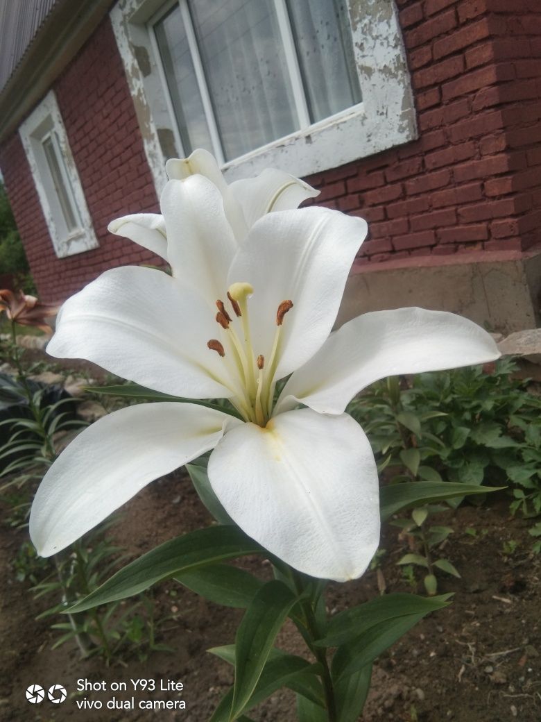 Продадим ухоженную дачу