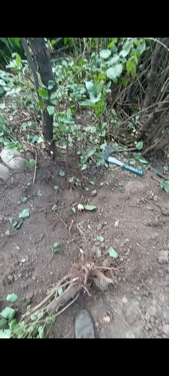 Уборка на кладбище