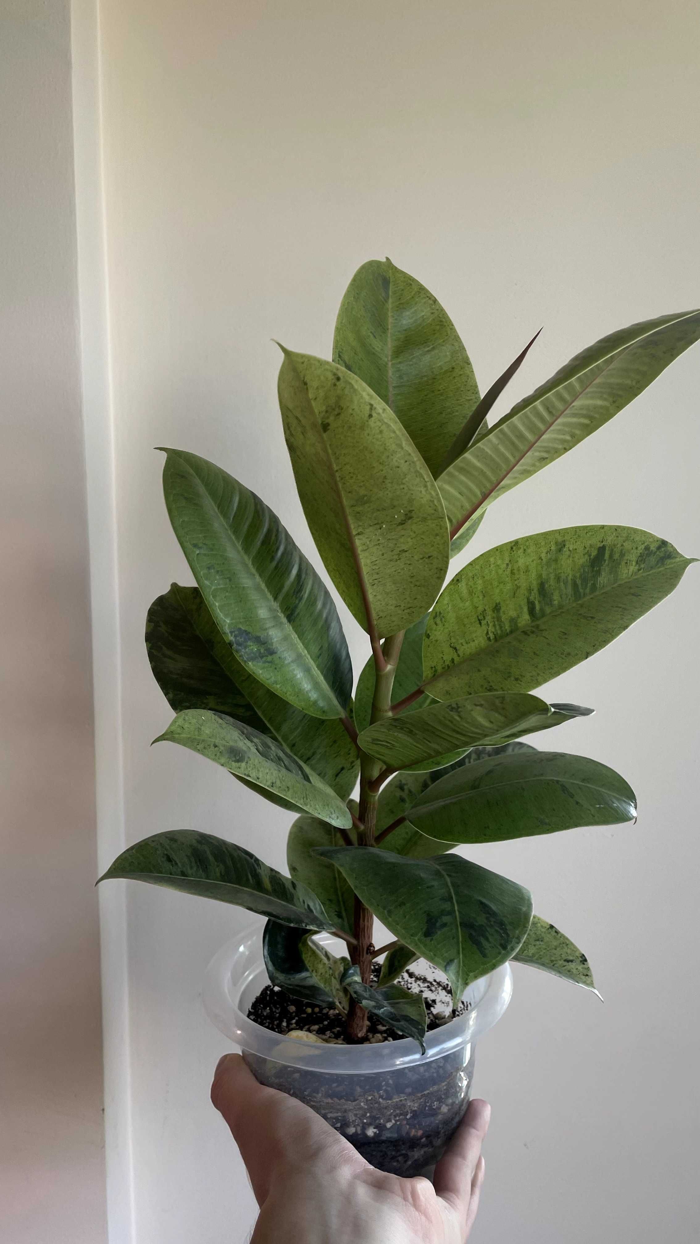 Фикус эластика шривериана (Ficus elastica Schriveriana)