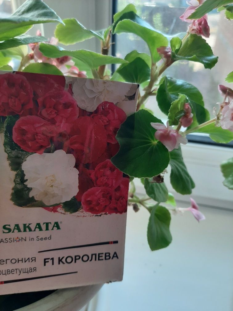 комнатные растения