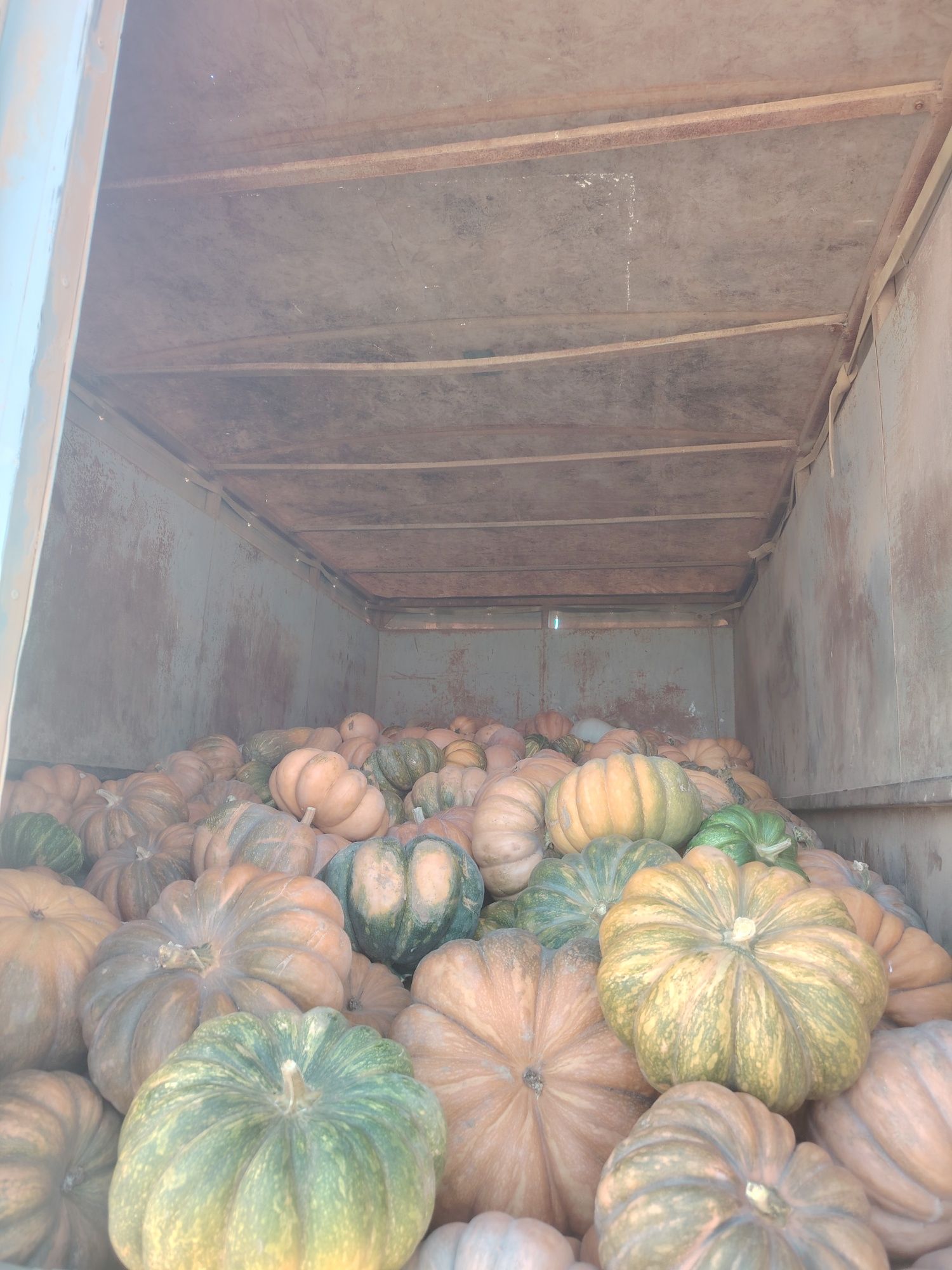 Продам тыква тайпак рамашка крошка кок аскабак 30 тонна бар