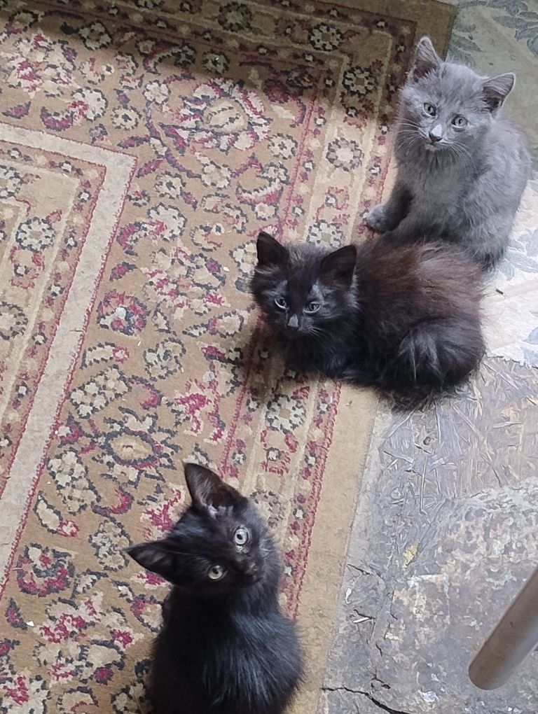 Отдам котят в хорошие руки