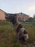 Дратхаар охотник умни