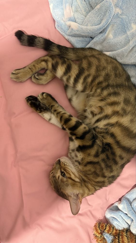 бенгальская кошка
