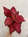 Аглаонема Aglaonema