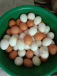 Продам домашние, крупные яйца.