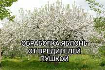 Обработка яблонь и д.р деревьев участков дач дезинфекция