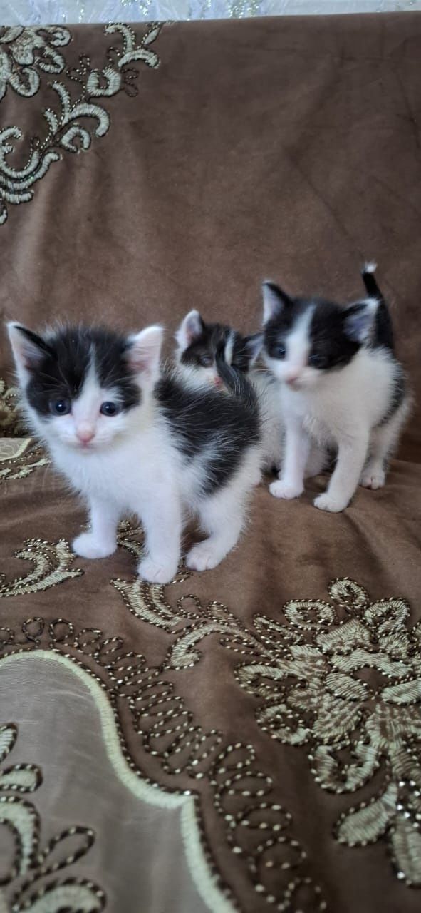 Котята ищут дом и добрых друзей