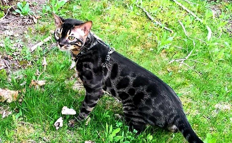 Продам Чёрных Бенгальских котят