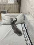 Отдам котика в добрые руки