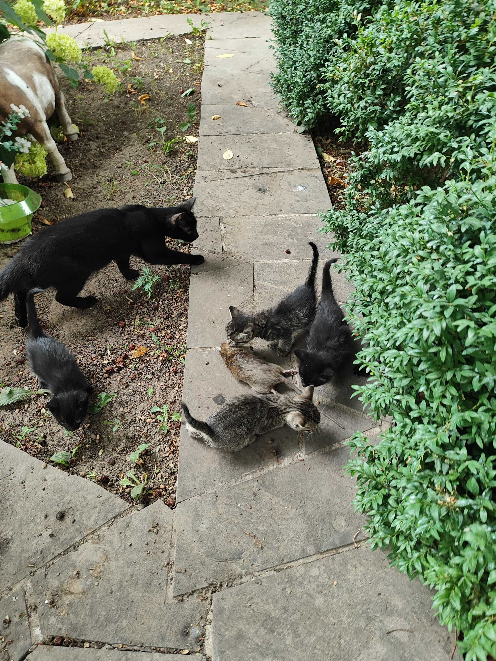Крысоловы котята