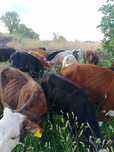 Продам бычков породистый Алатау