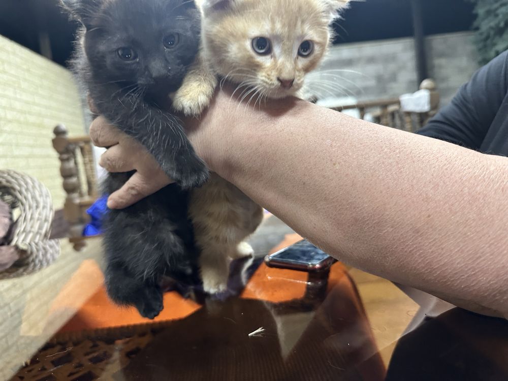 Вислоухие котята