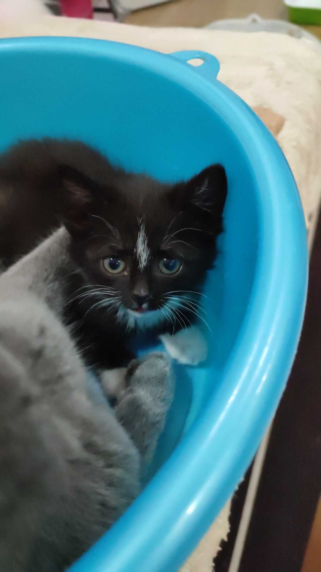 Ищет семью кошечка