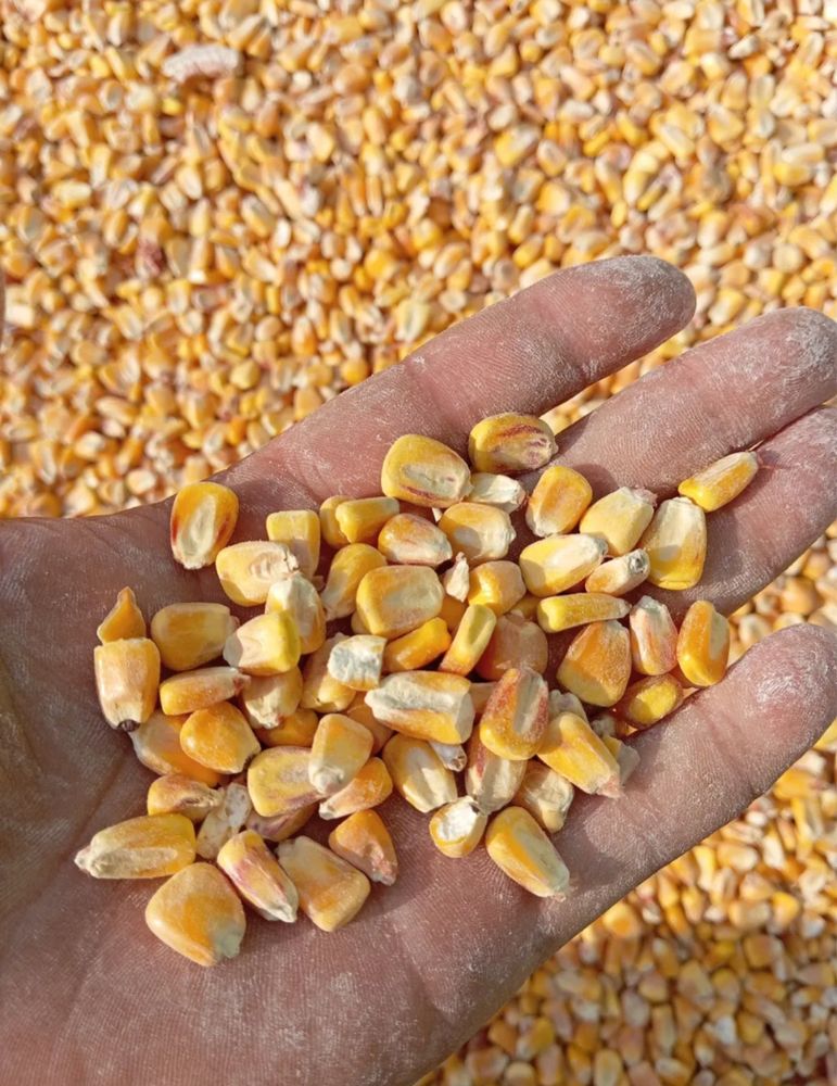 Продам кукурузу сухую для корма