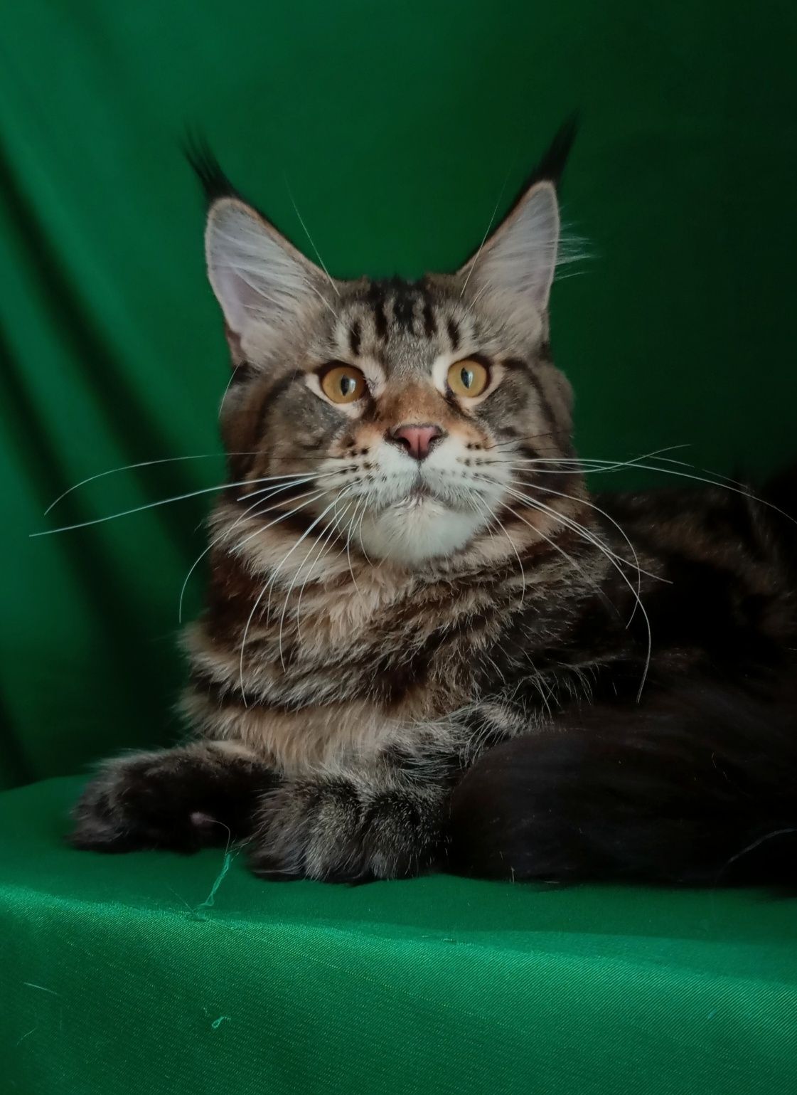 Шикарные котята для Вас! Питомник "Fluffy Tale"