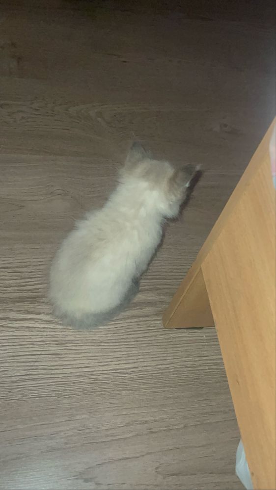 Кот 1 месячный, мальчик
