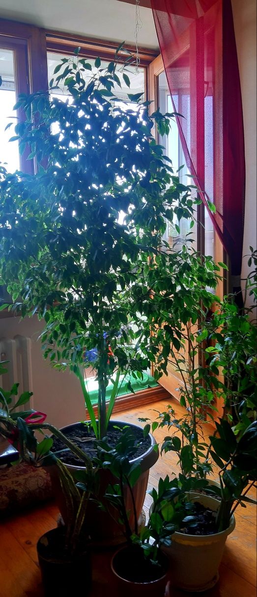 Продам высокие комнатные растения от 30000