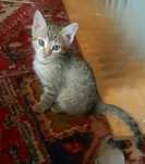 Отдам котят в добрые семьи