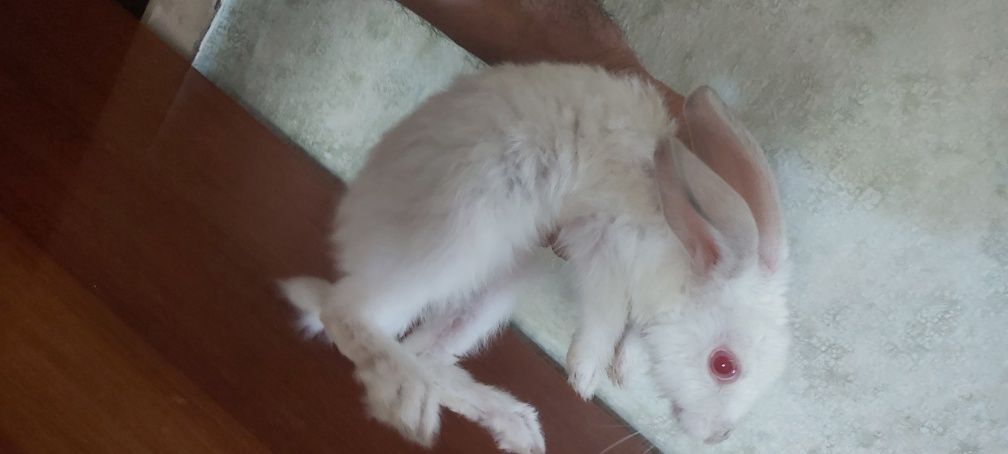Крольчата   коян