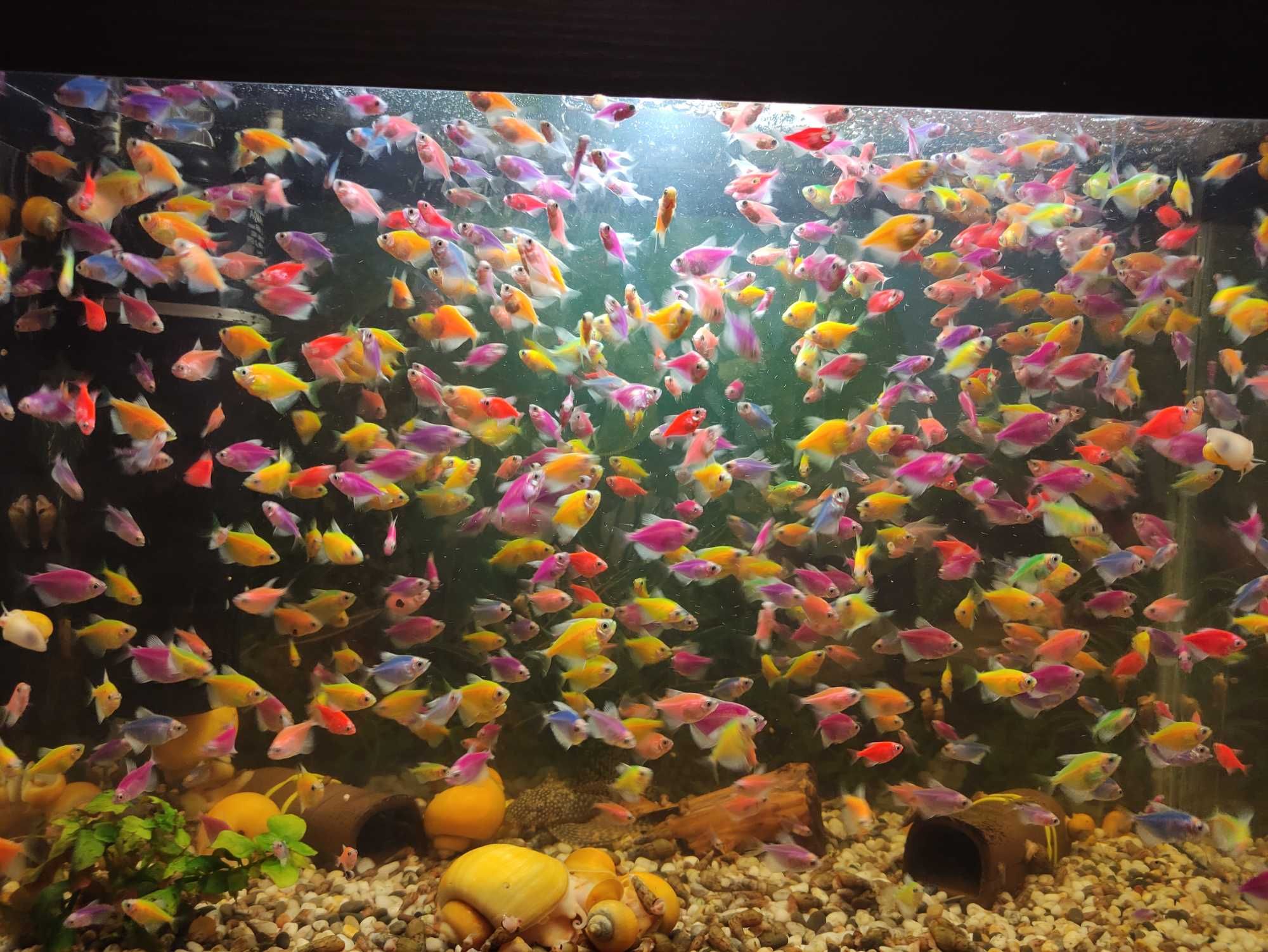 Тернеция GloFish
