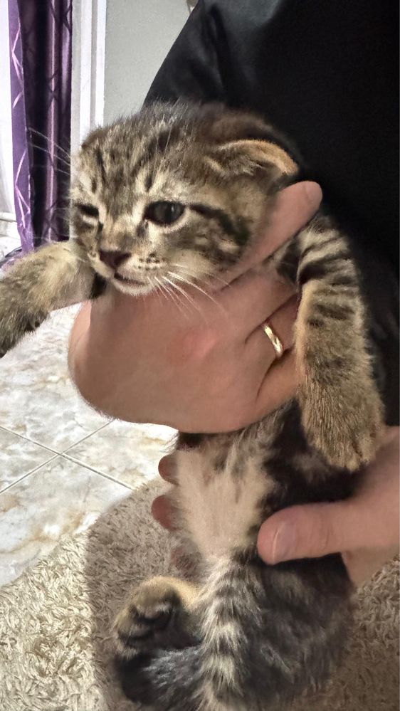 Котенок, вислоухи , спокойный