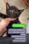 Милые котята ищут дом!