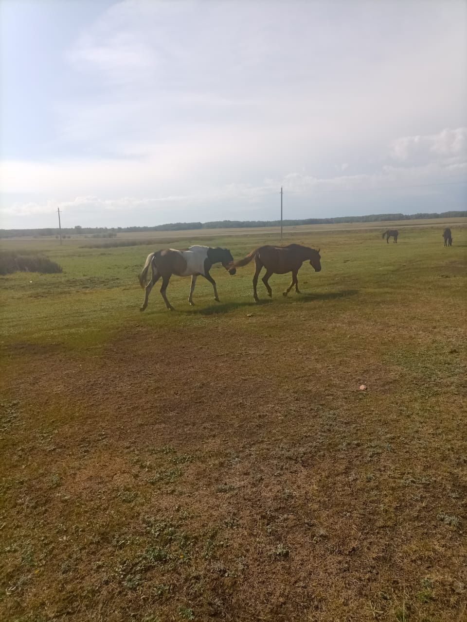 Домашние животные
