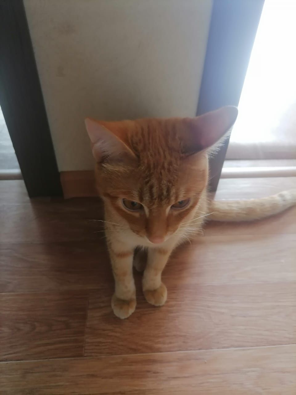 Отдам котёнка в добрые руки