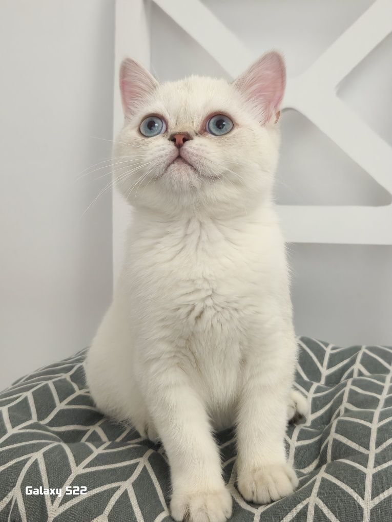 котёнок мальчик.