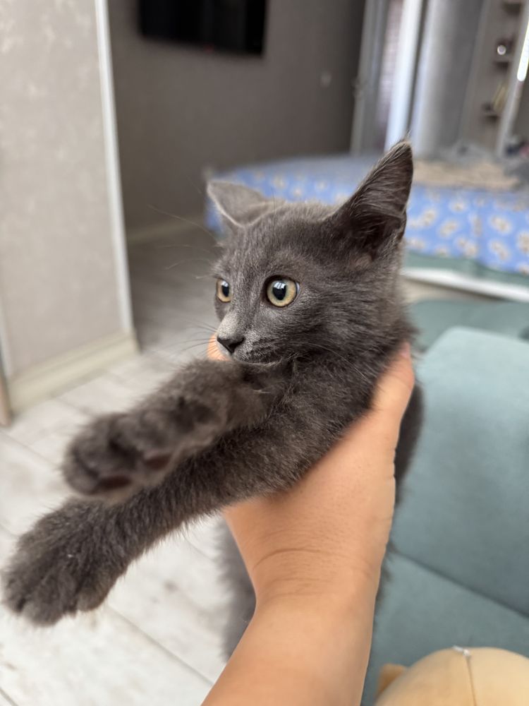 В добрые руки котенок серый мальчик