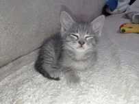 Отдам серенькую кошечку