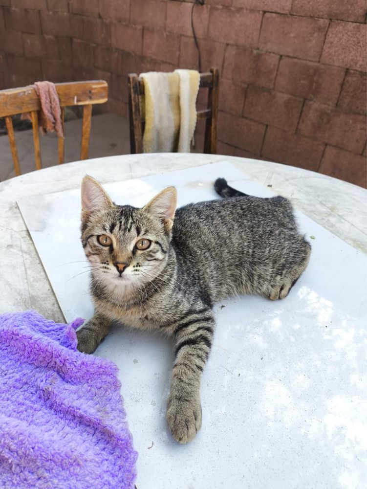 Кошка Котята отдам в хоршие руки