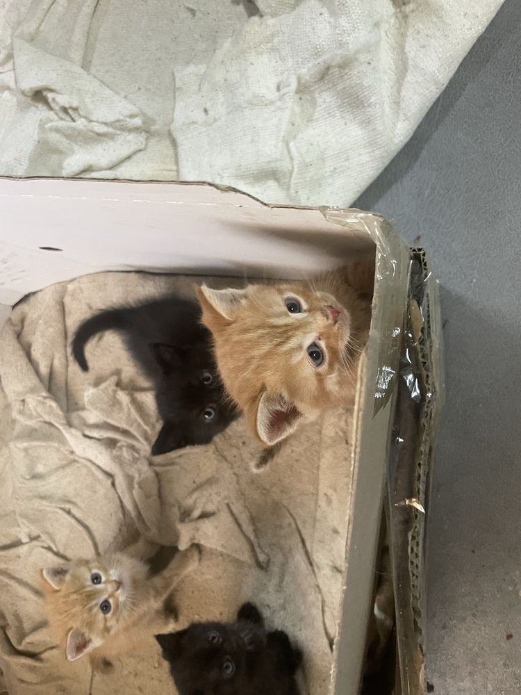 Котята даром помгите пожалуйста
