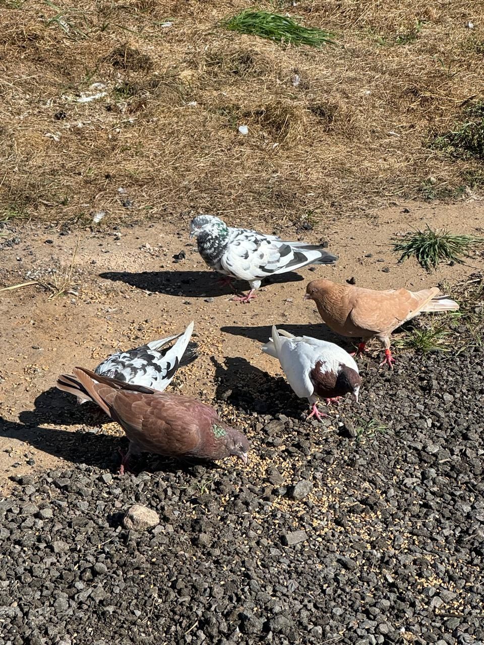 Голуби бойные в Косшы
