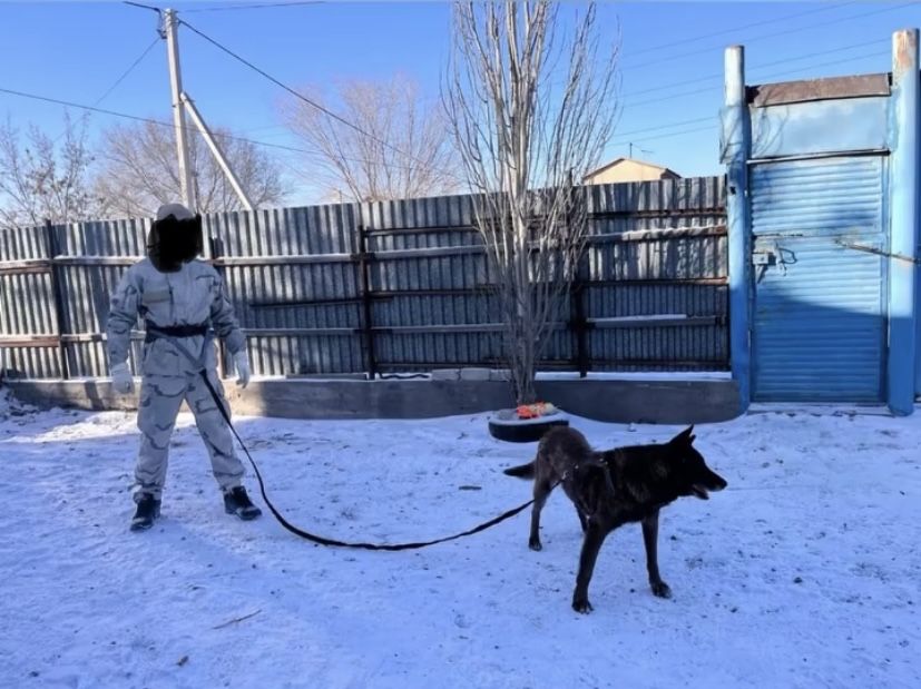 Вязка бельгийской овчарки МАЛИНУА