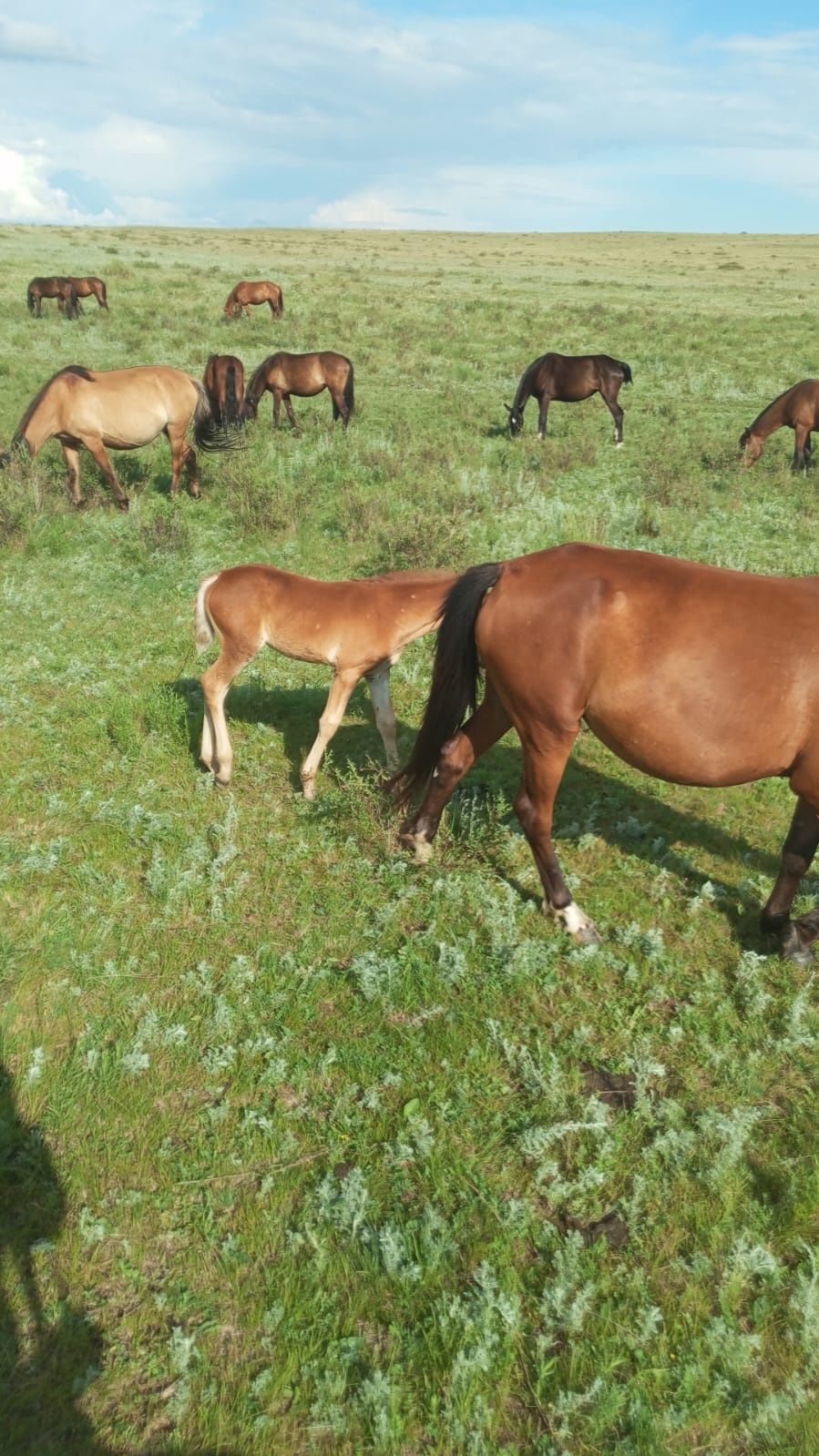 Продам кобылу с жеребенком