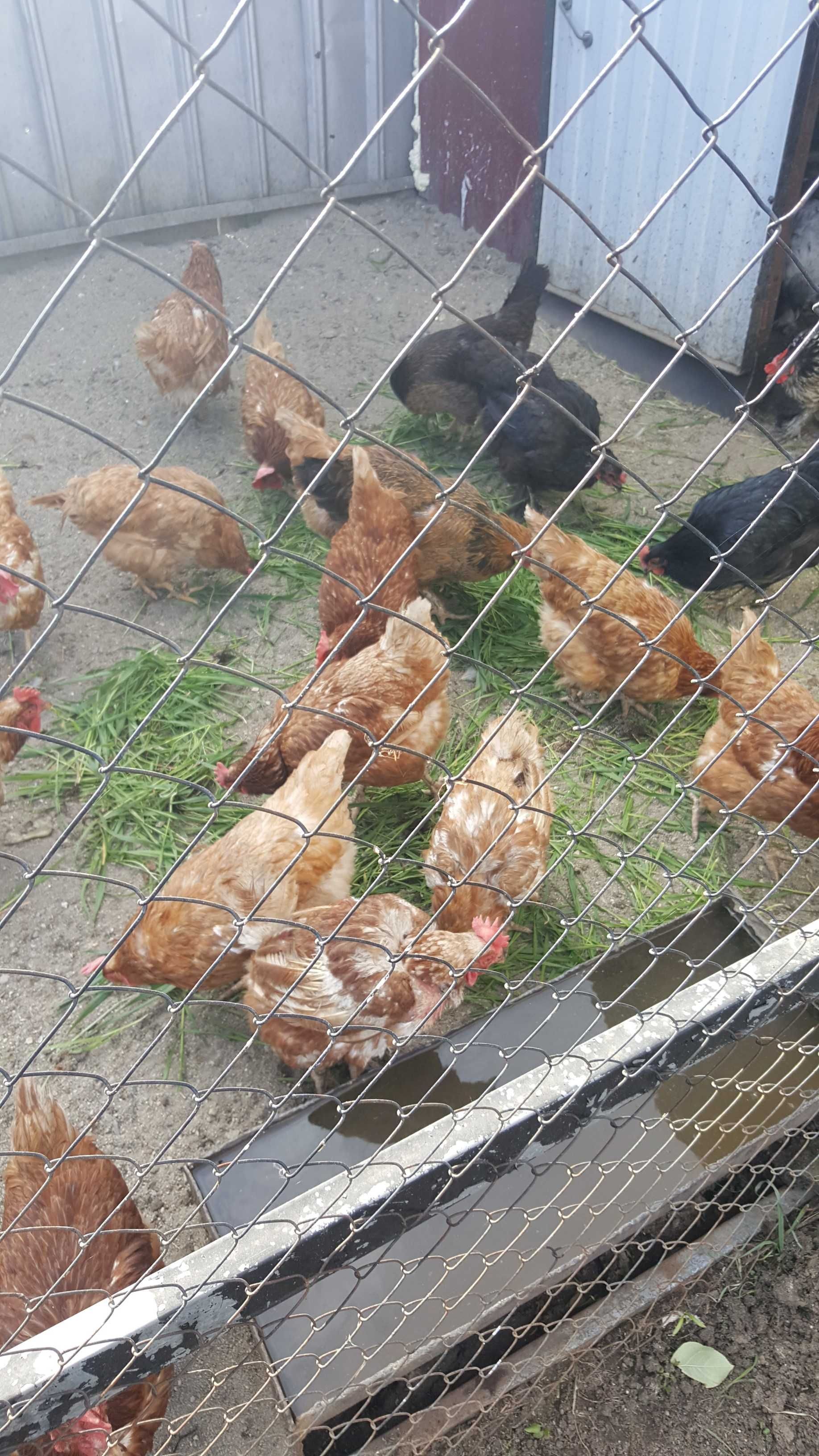 Продаётся коттедж в п. Мичурино