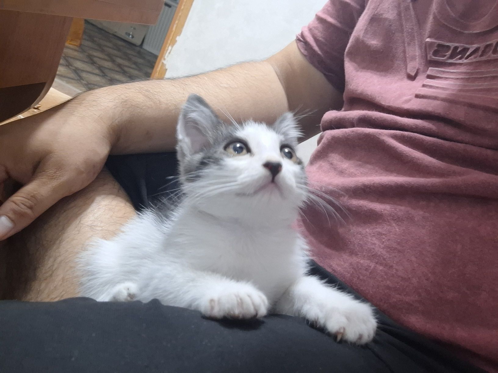 Отдам котёнка в добрые руки