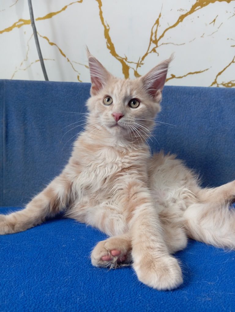 Котята породы Мейн Кун