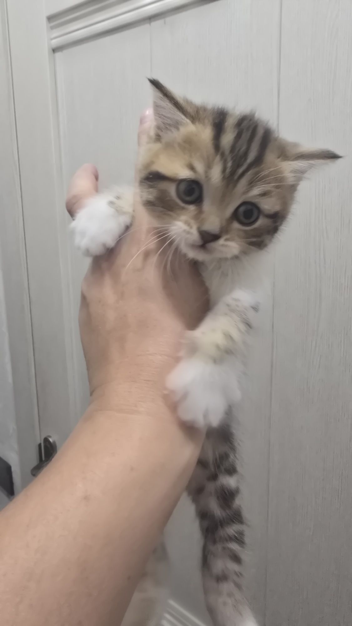 Продаю котят скотиф фолд