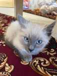 Котёнок породистый