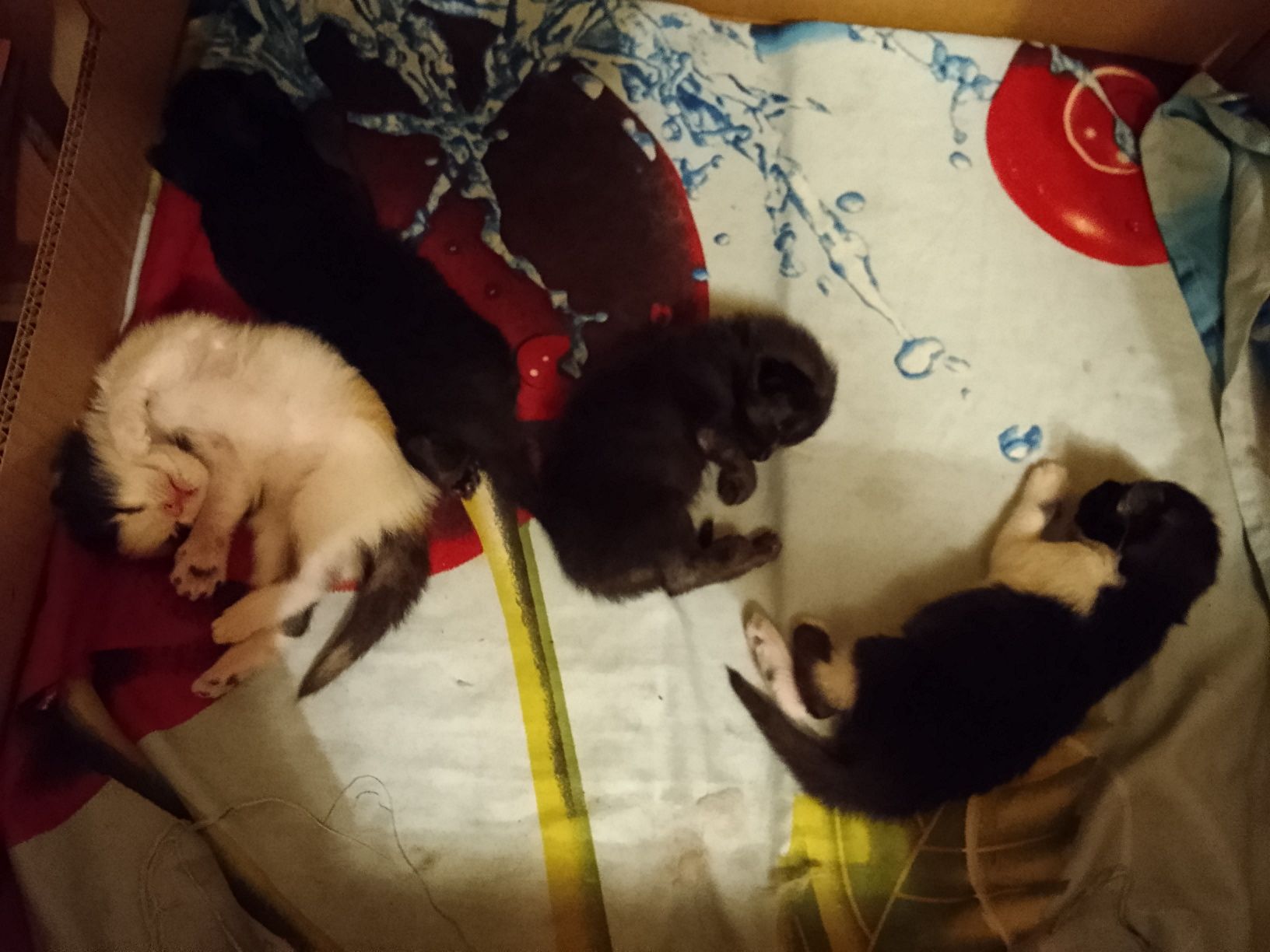Отдам котят в хорошие руки к лодку приученные  блох нету чистые