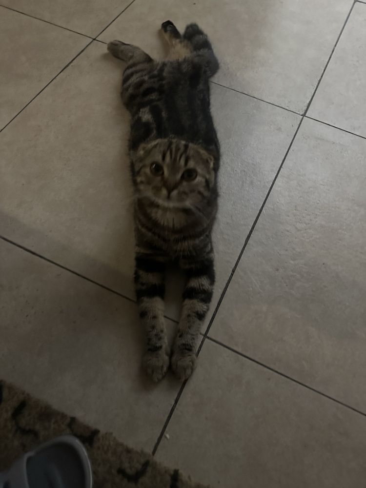 Вязка шотландского кота